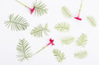 Green leaf and flowers on the white background. Top view. Cypress vine leaves.