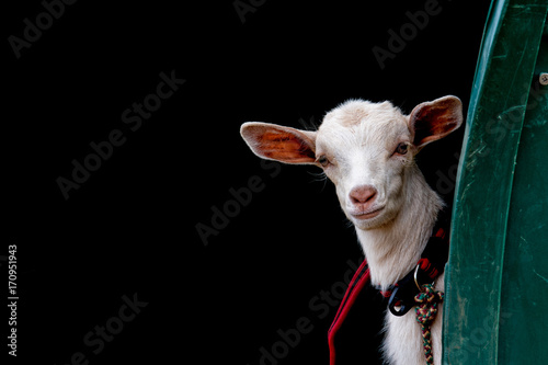 Zdjęcie XXL noworodka portret koza dziecko patrzy na Ciebie