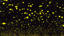 Firefly In Forest 