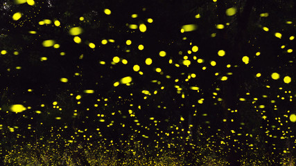 firefly in forest 