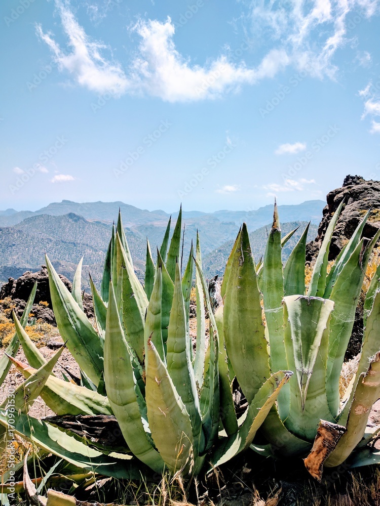 wild Aloe Vera in Gran Canaria Stock Photo | Adobe Stock