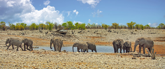 Panorama image of a large herd of elephants at a waterhole with a nice blue cloudy sky in Etosha National Park, Namibia