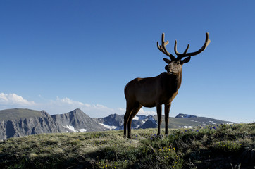 Young bull elk along trail ridge road in Rocky Mountain National Park, Colorado.