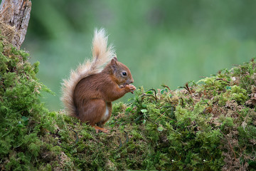 Poster - A red squirrel sits on a tree trunk covered in lichen eating a nut showing its bushy tail