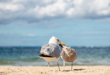 sea gull Timmendorfer Strand 