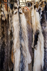 Badger skins hanging in the market for sale- vintage market concept