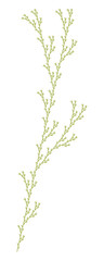 Wall Mural - flat vector computer generated l-system branching fractal - generative art