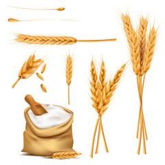 Bunch of wheat ears, dried grains, flour in burlap sack with wooden shovel realistic vector illustration set isolated on white background. Cereals harvesting, bakery products producing design elements