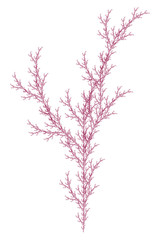 Wall Mural - flat vector computer generated l-system branching fractal - isolated seaweed - generative art