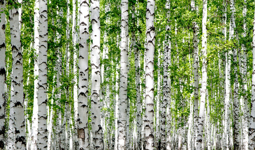 Naklejka na szybę White birch trees in the forest in summer