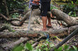 © kuarmungadd - Men use saws to cut branches