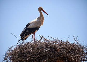 Stork on nest in Portugal