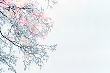 Winter Background With Snow Covered Tree Branches And Sunlight