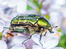 Cetonia Aurata Flower Chafer Green June Beetle Bug Insect Macro