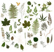 Herbarium - Collection of Dried Leaves 
