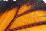 close up of butterfly wing texture