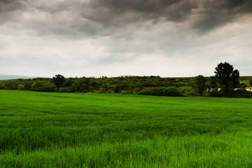 Wall Mural - green field