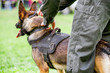 Wolfhound - police dog