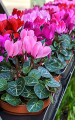 Wall Mural - ciclamen flower plants in pots for sale in farmers market