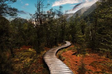 Wetlands on Milford Track, Fiordland National Park