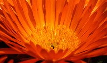Orange Cactus Flower In Full Bloom