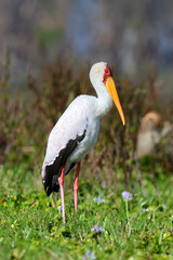 Wall Mural - African yellow-billed stork