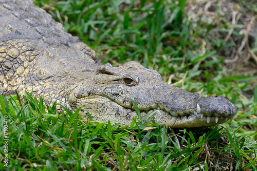 Plakat Krokodyl w parku narodowym Kenja, Afryka