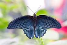 Tropical Great Mormon Butterfly (Papilio Memnon)