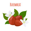 Buckwheat plant, cereal grains, vegetarian food.Flat style. Vector illustration