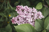 Fototapeta Paryż - Lilac branch. Spring flowers