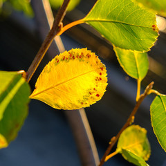 Wall Mural - Yellow leaf in fall autumn