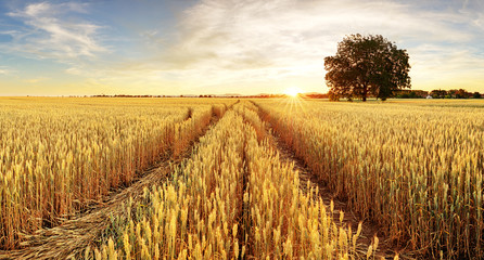 Poster - Tree and wheat field