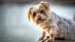 © Pb - lovely and funny dog with curiosity expression. Copy space, Isolated blurred background. Doggy hairy ears, nose and snout, Yorkshire Terrier brown. Hey what's up, curiosity expression