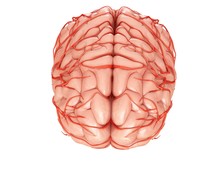 Close-up Of Human Brain And Arteries Against White Background