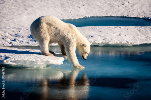 Cuadros en Lienzo Majestic polar bear looking into mirror