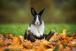 Little funny rabbit sitting in leaves in autumn