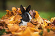 Little funny rabbit sitting in a pile of leaves in autumn