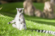 Ring-tailed lemur (Lemur catta) under the sun. Madagascar.