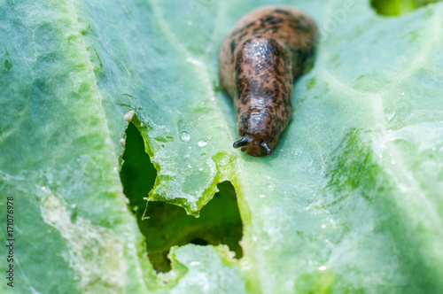 Plakat Reticulated slug (Deroceras sturangi, Deroceras agreste, Deroceras reticulatum) na zielonym liściu kapusty