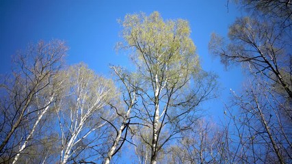Wall Mural - Tops of birches with young spring leaves against the background of the blue sky in sunny day