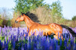Purebred horse running among blooming flowers