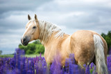 Fototapeta Konie - Palomino horse among lupine flowers.