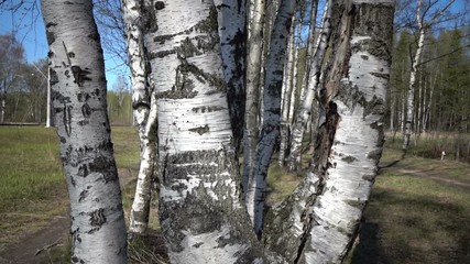 Wall Mural - The camera moves through white trunks of birches in the wood