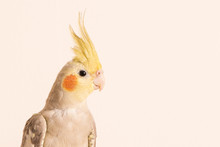 Curious Cockatiel Face Portrait, Isolated On White Background