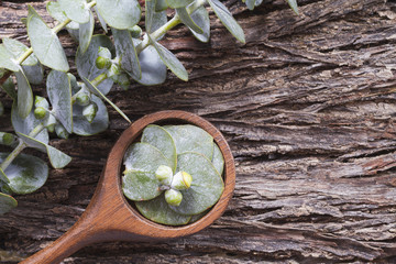 Wall Mural - oil and eucalyptus holas, The essential oil of eucalyptus leaves is used as a nasal decongestant and to combat respiratory infections