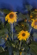 Rain Glow Sunflowers