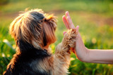 Fototapeta Zwierzęta - Yorkshire terrier gives paw his owner closeup with human hand