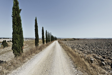 Canvas Print - Tuscany landscape after harvest