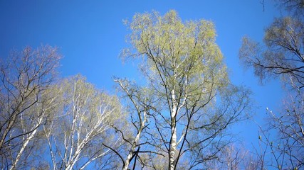 Wall Mural - Tops of birches with young spring leaves against the background of the blue sky in sunny day