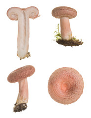 Poster - Collection wooly milkcap, Lactarius torminosus isolated on white background